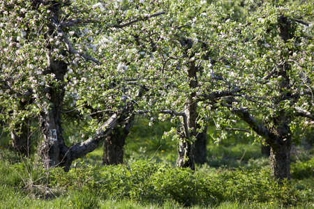 Orchards