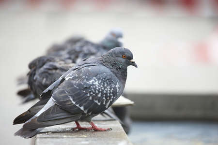Pigeonsの写真素材