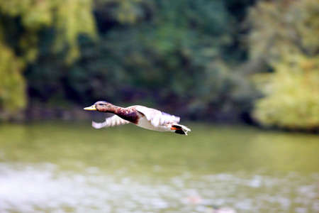 Two mallards flying over the pondの写真素材