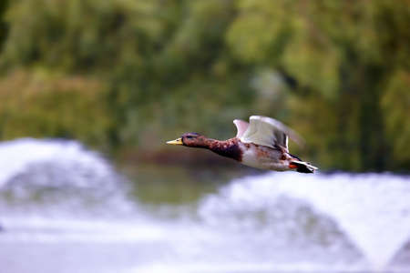Two mallards flying over the pondの写真素材