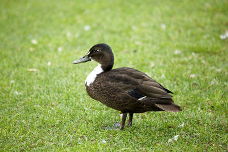 Duck in the pondの写真素材