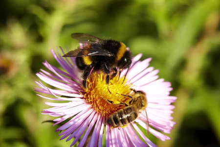 Humble-bee & Bee on flowerの写真素材