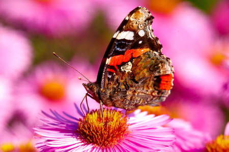 Butterfly on flowerの写真素材