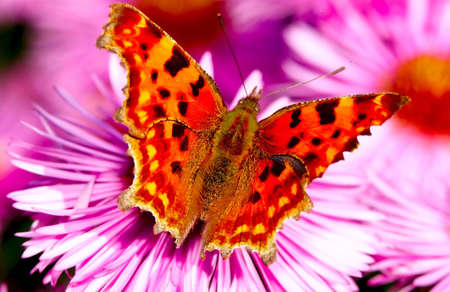 Butterfly on flowerの写真素材