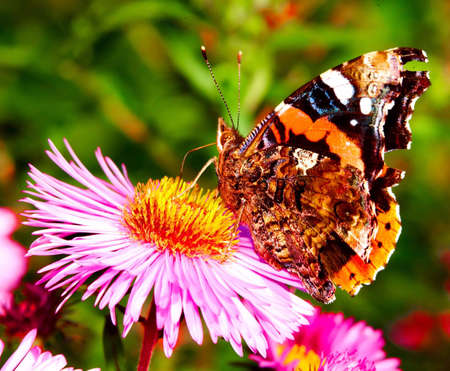 Butterfly on flowerの写真素材