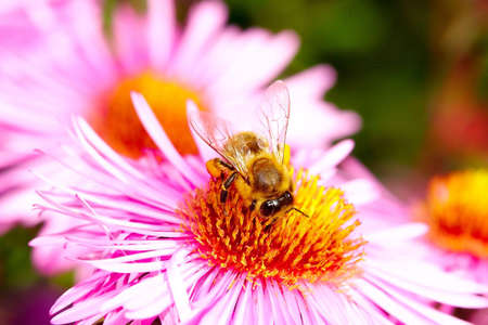 Bee on flower