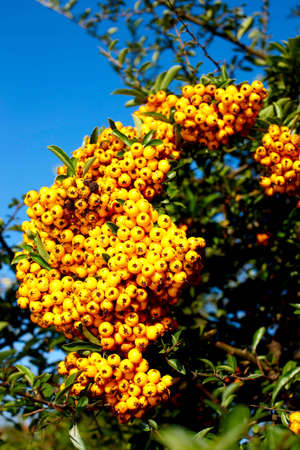 Yellow currantの写真素材