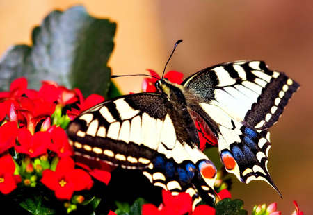 Butterfly on flower