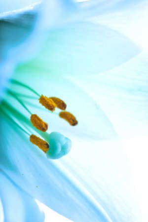 Lilly  flower closeupの写真素材