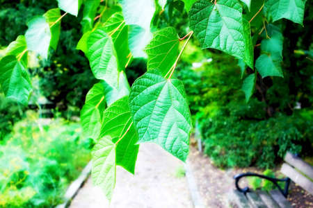 Bench in the parkの写真素材