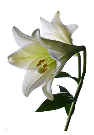 Lilly  flower closeupの写真素材