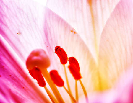 Lilly  flower closeupの写真素材