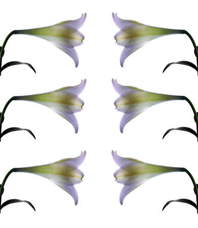 Lilly  flower closeupの写真素材