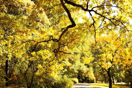 Park in fall time