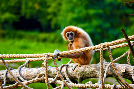 Gibbon