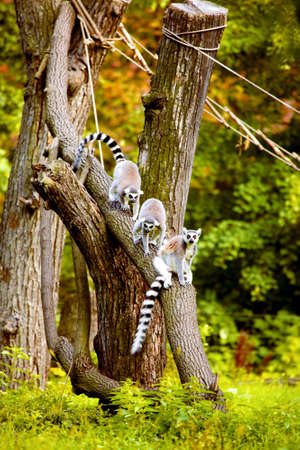 Lemurs up the tree