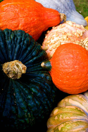 Pumpkinsの写真素材