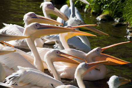 Pelicansの写真素材