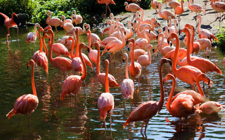 Flamingosの写真素材