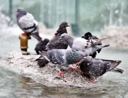 Pigeonsの写真素材
