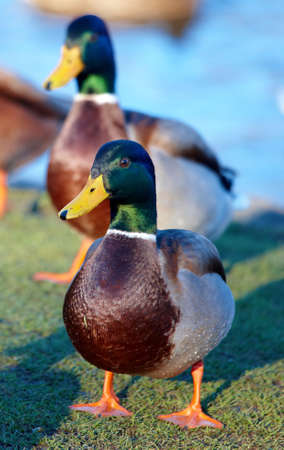 Duck in the pondの写真素材