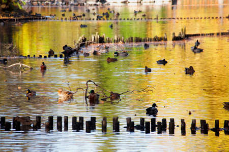 Duck in the pondの写真素材