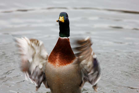 Duck in the pondの写真素材