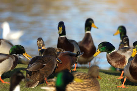 Duck in the pondの写真素材