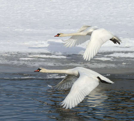 Swans in flightの写真素材