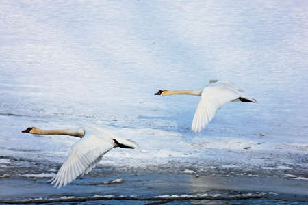 Swans in flightの写真素材