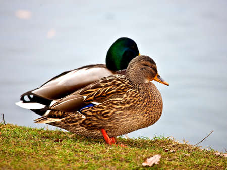 Duck in the pondの写真素材