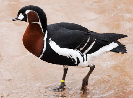 Gooseの写真素材