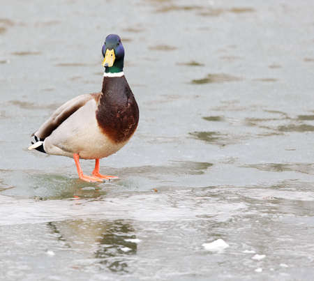 Mallardの写真素材