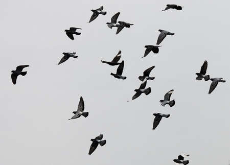 Flying pigeonsの写真素材