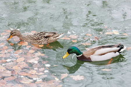 Duck in the pondの写真素材