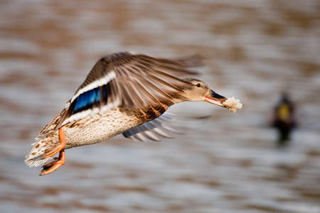 Duck in the pondの写真素材