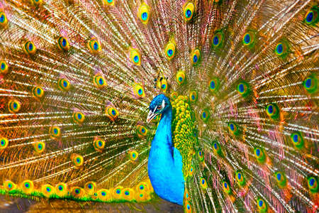 Peacockの写真素材