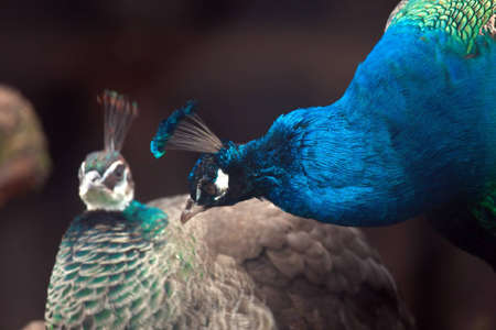 Peacockの写真素材