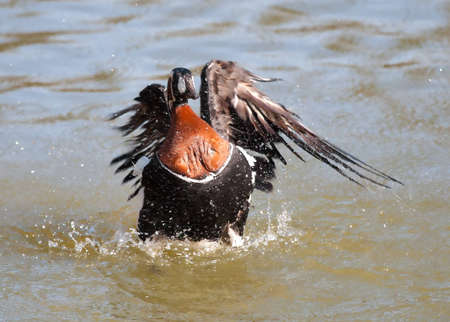 Gooseの写真素材