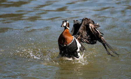 Gooseの写真素材