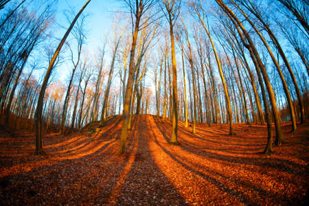 Beech forestの写真素材