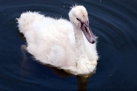 Young swanの写真素材