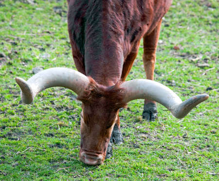 Young bisonの写真素材