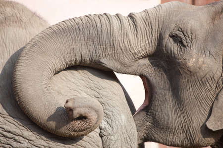 Elephant eyeの写真素材