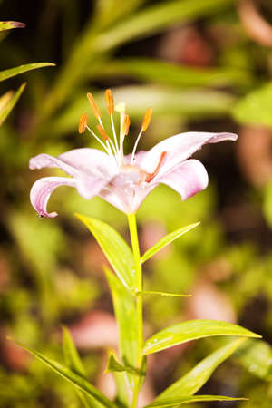 Lilly  flower closeupの写真素材
