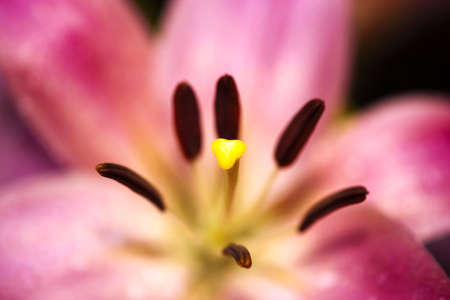 Lilly  flower closeupの写真素材