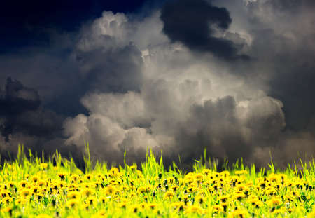 Very dramatic sky over dandelion meadowの写真素材