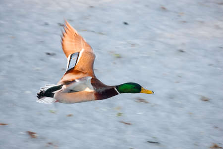 Flying mallardの写真素材