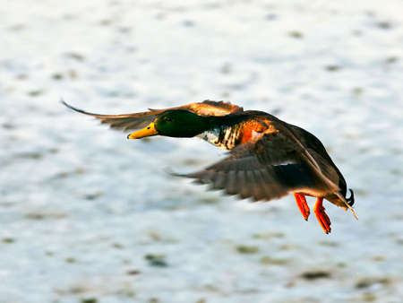 Flying mallardの写真素材