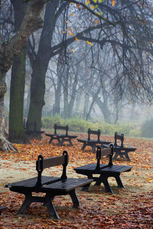 Foggy morning in the parkの写真素材